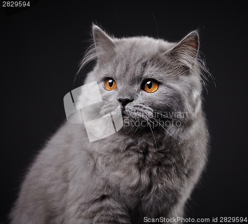 Image of Gray british longhair kitten