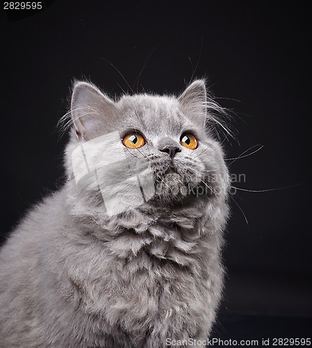 Image of Gray british longhair kitten