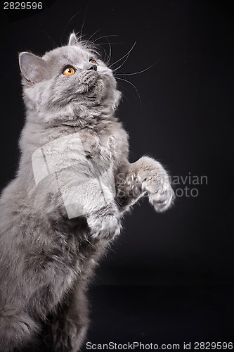 Image of Gray british longhair kitten