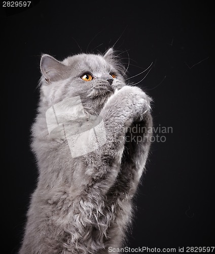 Image of Gray british longhair kitten