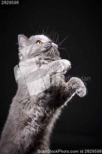 Image of Gray british longhair kitten