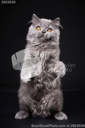 Image of Gray british longhair kitten