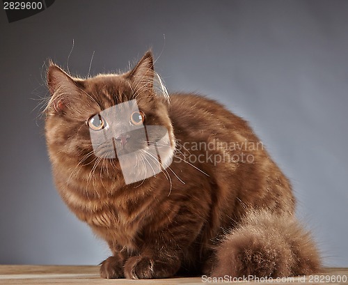 Image of brown british longhair kitten