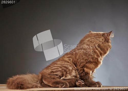 Image of brown british longhair kitten