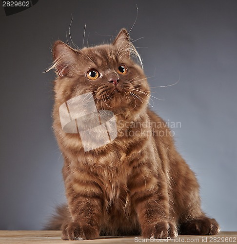 Image of brown british longhair kitten