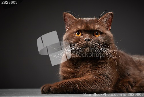 Image of Brown british shorthair cat