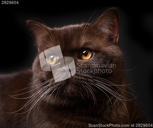 Image of Brown british shorthair cat