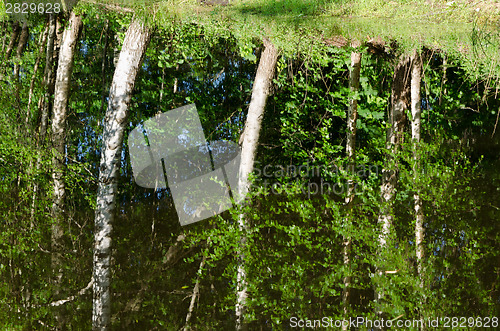 Image of Ripple lake water surface birch tree reflections 