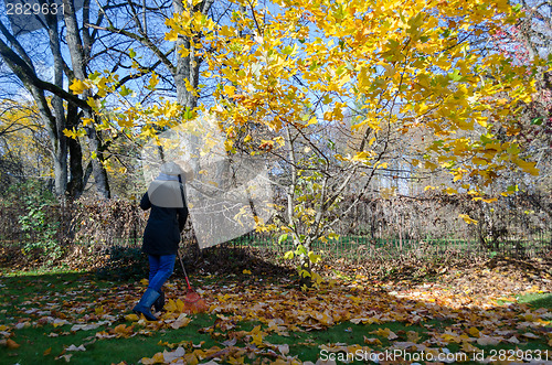 Image of Gardener girl rake golden leaves under tree 