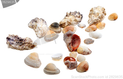 Image of Seashells isolated on white background