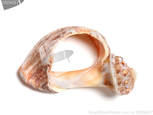 Image of Broken rapana shell isolated on white background