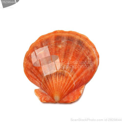 Image of Scallop shell isolated on white background