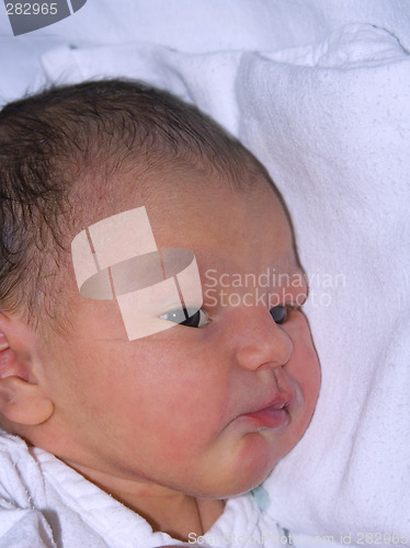 Image of Newborn portrait