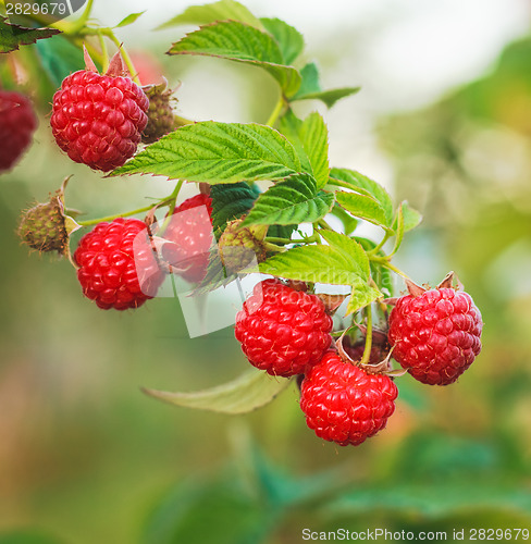 Image of Raspberry. Raspberries. Growing Organic Berries