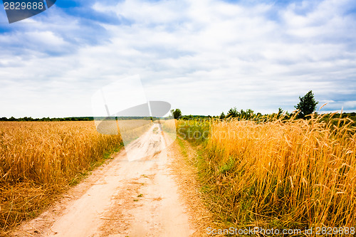 Image of Rural Countryside Road Through Fields With Wheat
