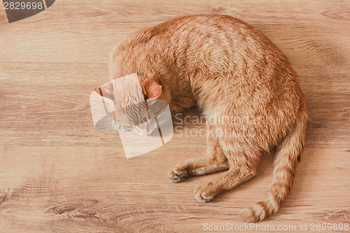 Image of Red Cat