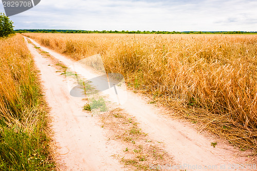 Image of Rural Countryside Road Through Fields With Wheat
