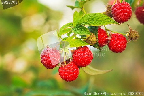 Image of Raspberry. Raspberries. Growing Organic Berries
