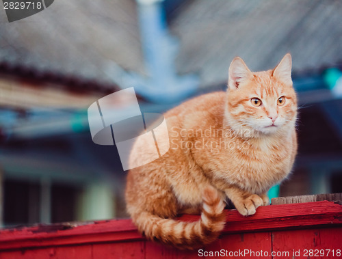 Image of Red Cat Sitting On The Fence