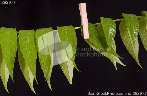 Image of drying web leaves