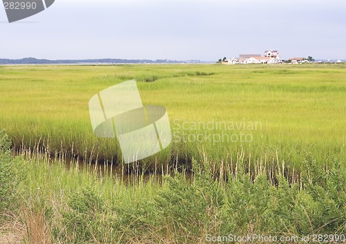 Image of Marsh