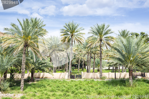 Image of Palms Birkat al mud