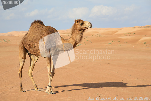 Image of Camel in Wahiba Oman