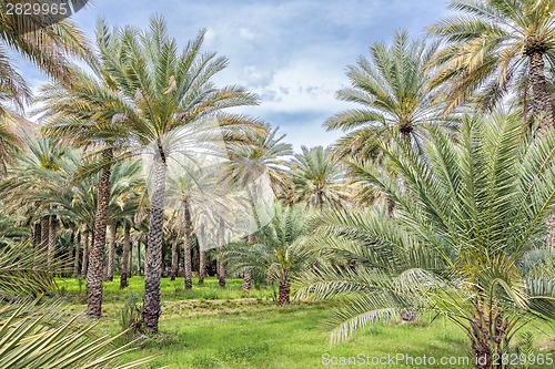 Image of Palms Birkat al mud