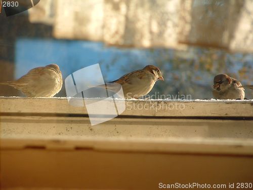 Image of birdies