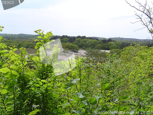 Image of Woodland view.