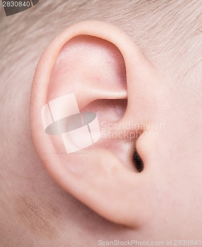 Image of baby ear