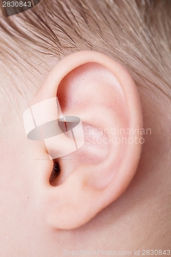 Image of human ear
