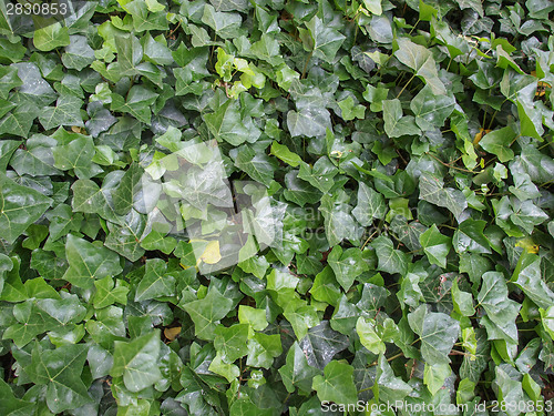 Image of Ivy leaves