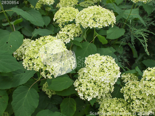 Image of Hortensia flower