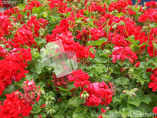 Image of Geranium flower