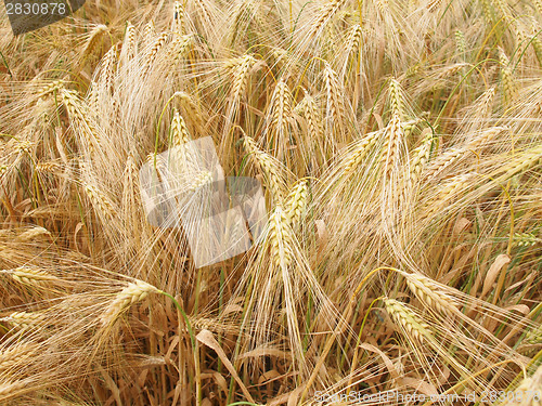 Image of Barleycorn field