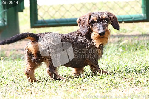 Image of Coarse haired dachshund