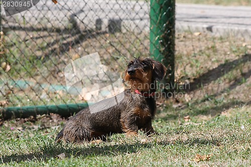 Image of Coarse haired dachshund