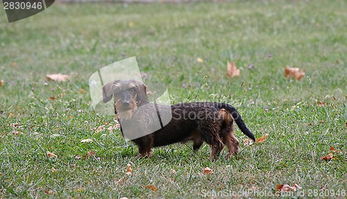 Image of Coarse haired dachshund