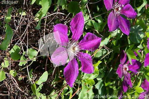 Image of Clematis