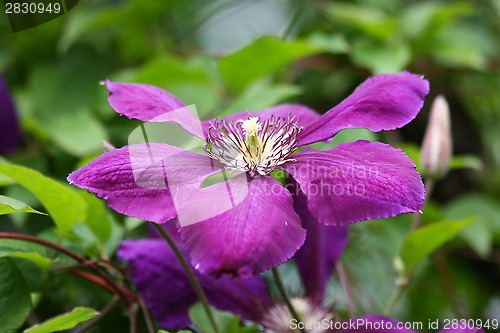 Image of Clematis