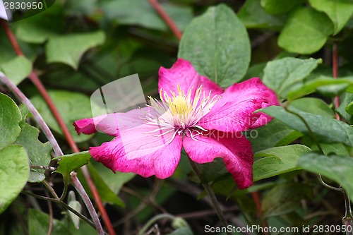 Image of Clematis