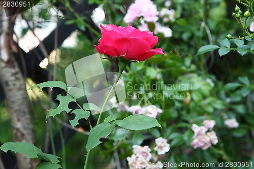 Image of Rose