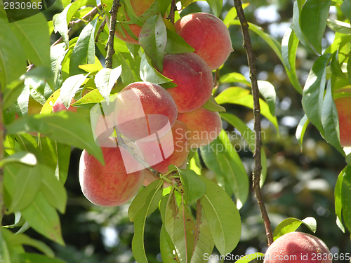 Image of Some ripe peaches on a peach tree