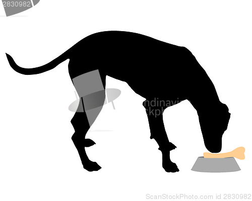 Image of Dog feeding