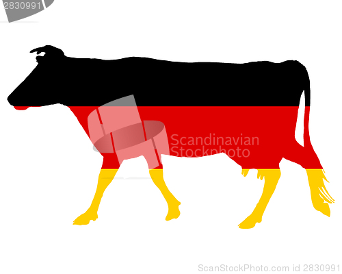 Image of German cow
