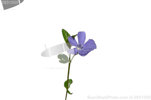 Image of Lesser periwinkle