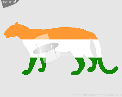 Image of India leopard