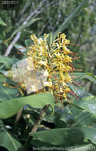 Image of Ginger flower