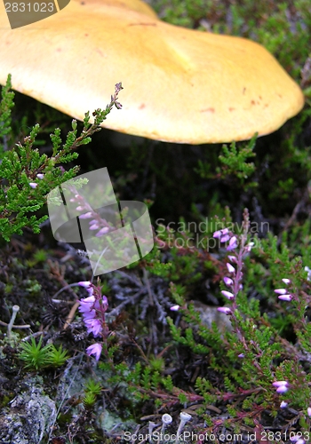 Image of Mushroom on the bottom of the wood within heather